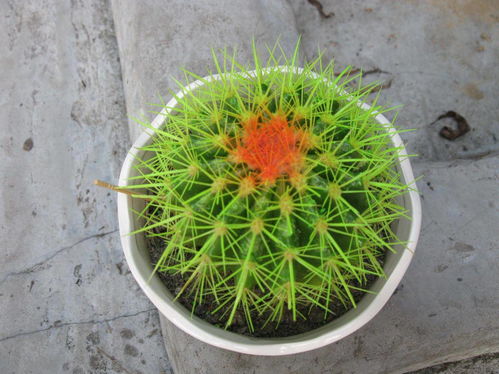 6种适合懒人养的花,既漂亮又不费事,轻松开花美丽花朵
