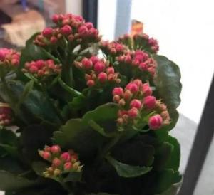 长生花 7种长生花,冬天 假死 ,春天爆花,种一次,观赏一辈子