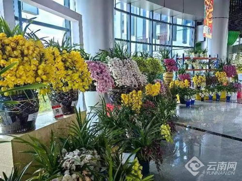 买花扮新春 云南省花卉示范园区百余种鲜花等你来