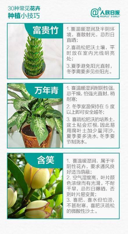 快过年了,这6款 吸毒 花,选盆搬回家吧