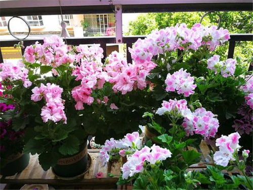 种上这种花,五一不用出门挤人海,在家就能看花海