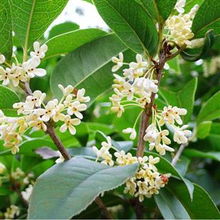 供应桂花桂花桂花
