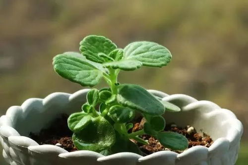 秋天这9种花卉落地就能生根,很容易扦插养活,谁都会