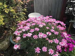 19包花卉种子 花草种子 四季播种易活花种籽阳台盆栽套餐春夏秋冬季庭院室内花卉熏衣草 19包花卉种子套餐
