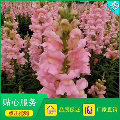 花卉种子 金鱼草种子批发 粉色金鱼草 量大优惠