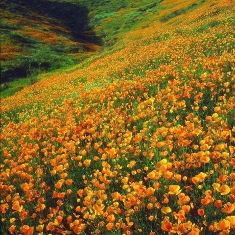 出售 万寿菊种子 当年新种子 盆栽花卉花种籽菊花种子