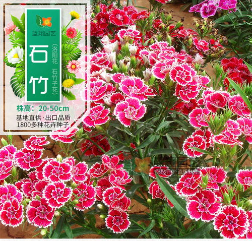 花卉种子 三寸石竹 少女石竹 种子批发 盆栽种子