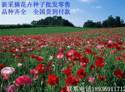 沙依巴克区倒挂金钟种子适合现在播种m