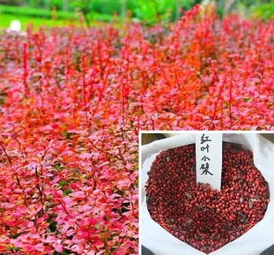 花卉种子的质量如何快速鉴别