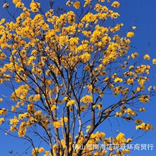 黄花风铃木种子