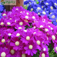 花卉种子 瓜叶菊 千日莲瓜叶莲千里光种子 四季阳台种植【专卖店、旗舰店、报价大全】-苏宁易购开放平台