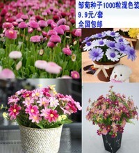 【邹菊种子】最新最全邹菊种子 产品参考信息