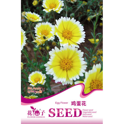 【我要发芽系列】我要发芽 花卉种子 鸡蛋花种子 荷包蛋花 切花用 布置花坛 30粒/包图片,高清实拍图-苏宁易购