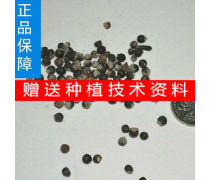 花卉种子