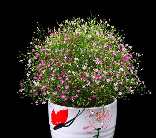 爱花之人都爱养10种花卉,开花一朵接一朵,轻松打造私人花园