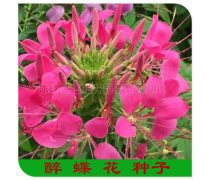 草花