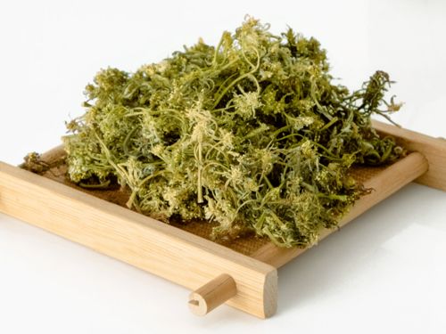 岁月悠悠,慢饮一杯黄连花茶,滋味尽在其中