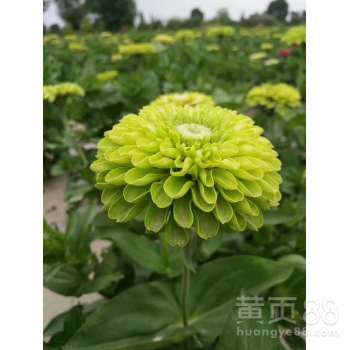 【万寿菊花朵大种子不贵】-