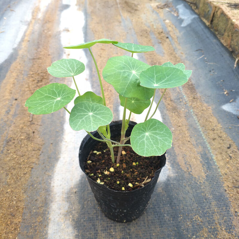 寿禾 旱金莲种子旱荷花盆栽花卉种子 潍育寿艺旱金莲混色种.