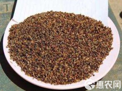 金鸡菊种子非常适合作为生活中的观赏花卉