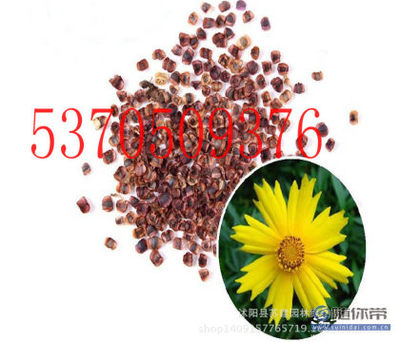 【实体店批发进口草坪草花花卉种子大花金鸡菊重瓣单色双色混装】沭阳县苏建园林绿化苗木场 - 产品库