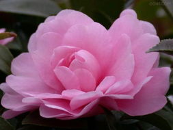 百花争艳 十四