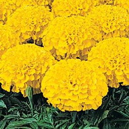 赤峰市盆栽花卉种子研究所