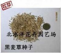 进口黑麦草种子,产量大,适口性好,全国适应种植,品种佳!_农副产品_世界工厂网中国产品信息库