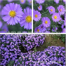 花仙子花种子