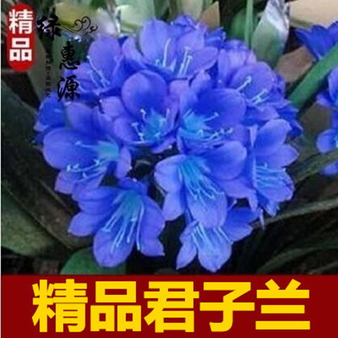 精品盆栽君子兰花种子彩兰种子室内阳台绿植盆栽植物种子花卉种子
