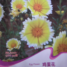【鸡蛋花种子】最新最全鸡蛋花种子 产品参考信息
