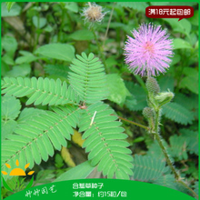 【害羞草种子】最新最全害羞草种子 产品参考信息