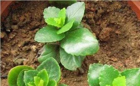 10月份有8种花卉可以扦插,一插就活非常简单,不用任何药剂