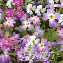 【七色花种子】最新最全七色花种子 产品参考信息