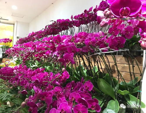 2月3日 花花世界年货大街盛大开启