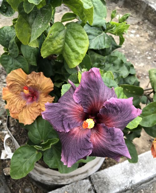 春季养花,养这4种最美花卉,阳台摆上几盆,夏天开成大花园