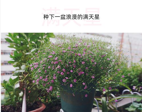 满天星花种子盆栽花卉花草种子四季易室内外阳台花种籽