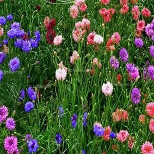 蓝色花朵矢车菊花海种子实时报价