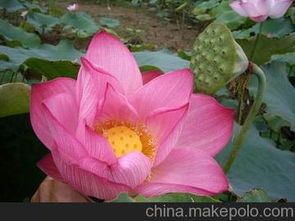 园艺花卉种苗供应商,价格,园艺花卉种苗批发市场 