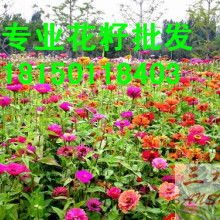 江苏绿盛花卉种子公司