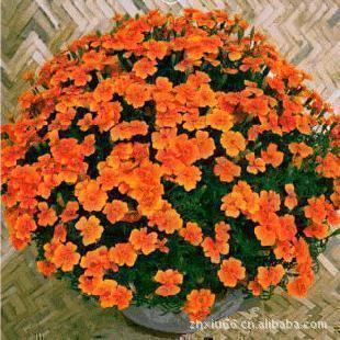 垂吊类花卉种子吊兰植物密花孔雀草五瓣莲臭菊花缎子花50粒指导价 垂吊类花卉种子吊兰植物密花孔雀草五瓣莲臭菊花缎子花50粒厂商 垂吊类花卉种子吊兰植物密花孔雀草五瓣莲臭菊花缎子花