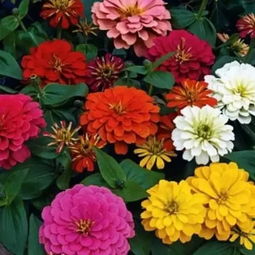 花卉种子怎么播种