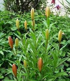 花卉营养液 植物营养液 蔬菜营养液 水培营养液 种子_二手设备转让_世界工厂网中国产品信息库