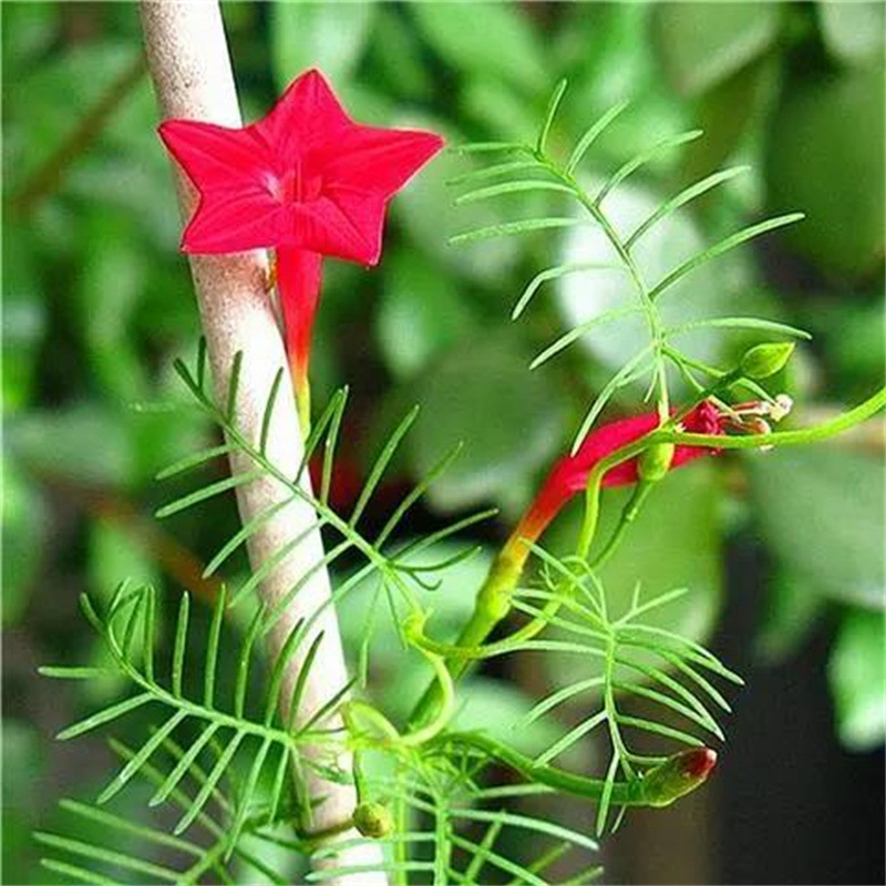 羽叶茑萝花种子籽室外室内庭院盆栽爬藤植物种孑芳香香草植物种子