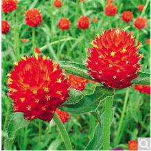 【花港码头花港码头郁金香鲜花礼盒和沭沐 玫瑰花苗 月季苗 绿植盆栽花卉 树桩月季 蔷薇花苗玫瑰月季 牡丹花 食用玫瑰 绿植花卉红花蔷薇花 苗哪个好】花港码头花港码头郁金香鲜花礼盒和沭沐 玫瑰花苗 月季苗 绿植盆栽花卉 树桩月季 蔷薇花苗玫瑰月季 牡丹花 食用玫瑰 绿植花卉红花蔷薇花 苗有什么区别-商品比较-