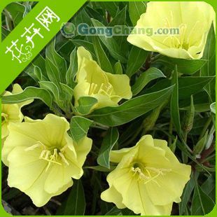 供应夜来香种子价格价格_供应夜来香种子价格厂家_世界工厂网产品信息库