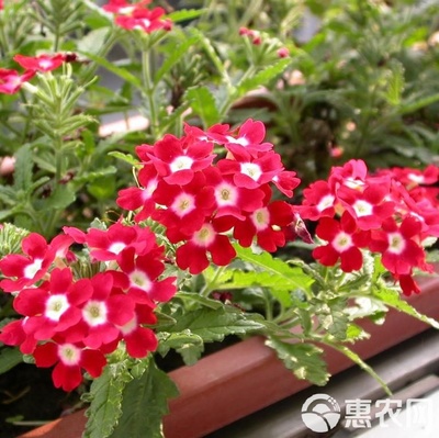 美女樱种子 路边花草多年生四季花卉植物种子矮花子美女樱室外草花绿化花种籽