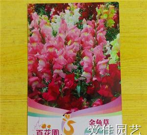 花种金鱼草种子花卉种子阳台盆栽混色室内/阳台/盆栽/(约50