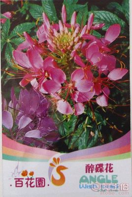 【醉碟花花卉种子花种子花种子盆栽易种花种批发种子批发】 - 产品库