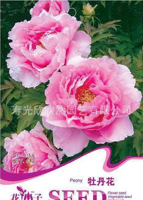 【花仙子牡丹花种子 富贵花 花卉种子 国花 阳台盆栽花 约5粒】价格_厂家_图片 -